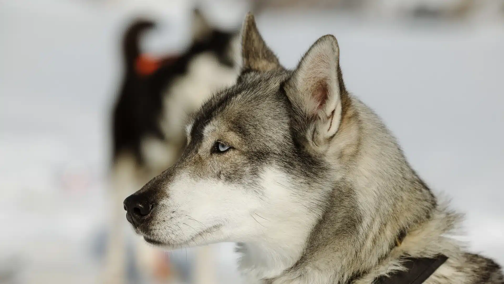 Huskyevent
