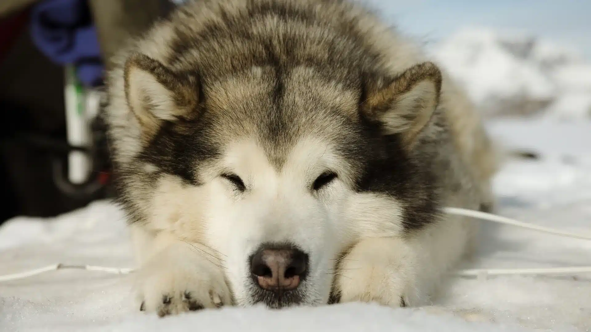 Huskys
